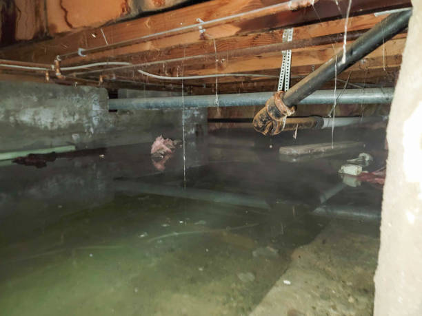 Best Local water damage restoration  in Maple Plain, MN